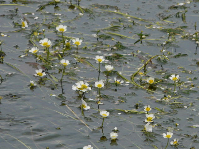 Pete's Walks - Water Crowfoot